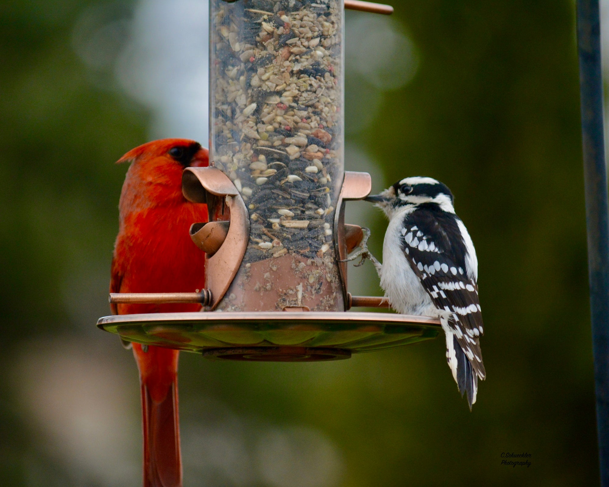 Birds - Cardinal & Woodpecker