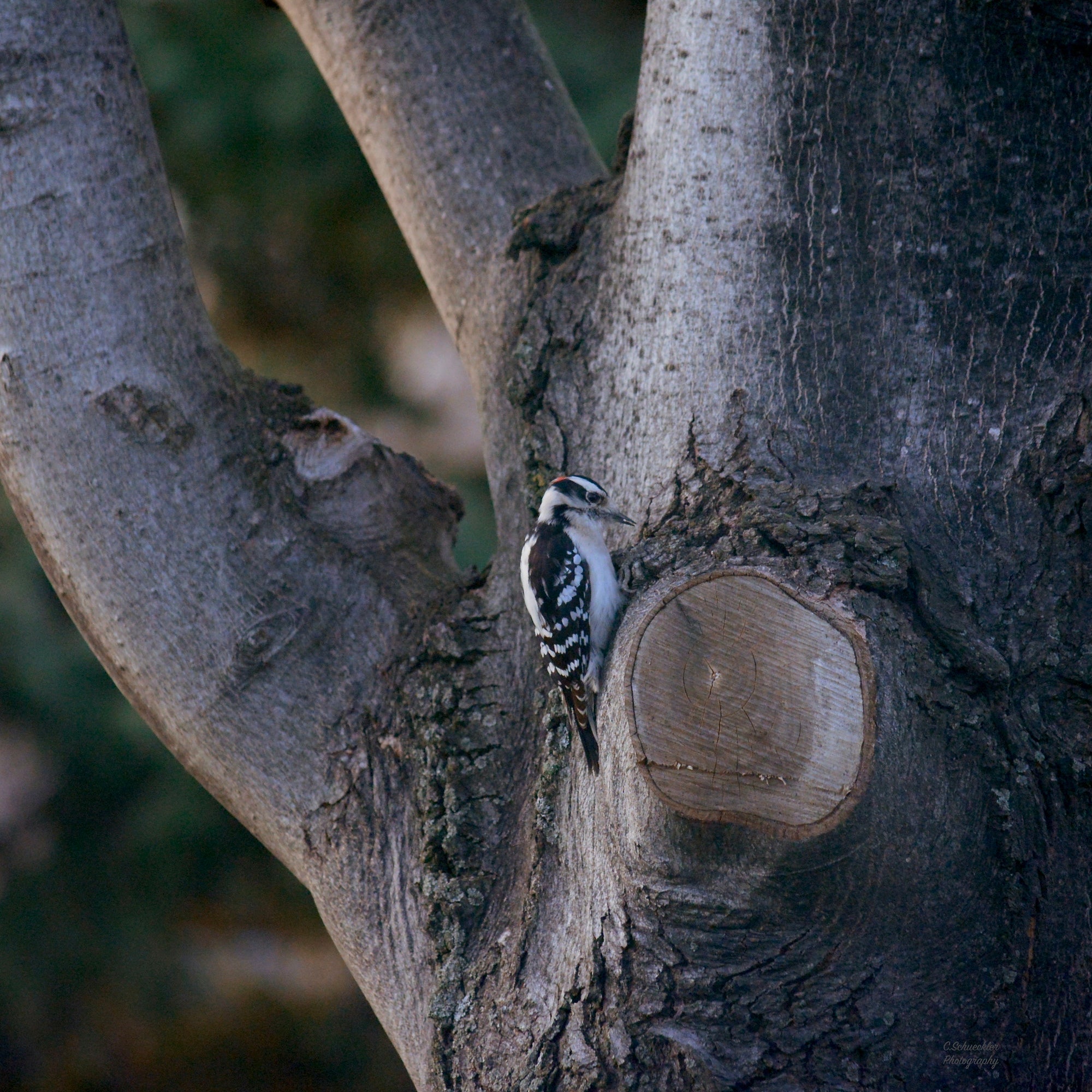 Birds - Woodpecker