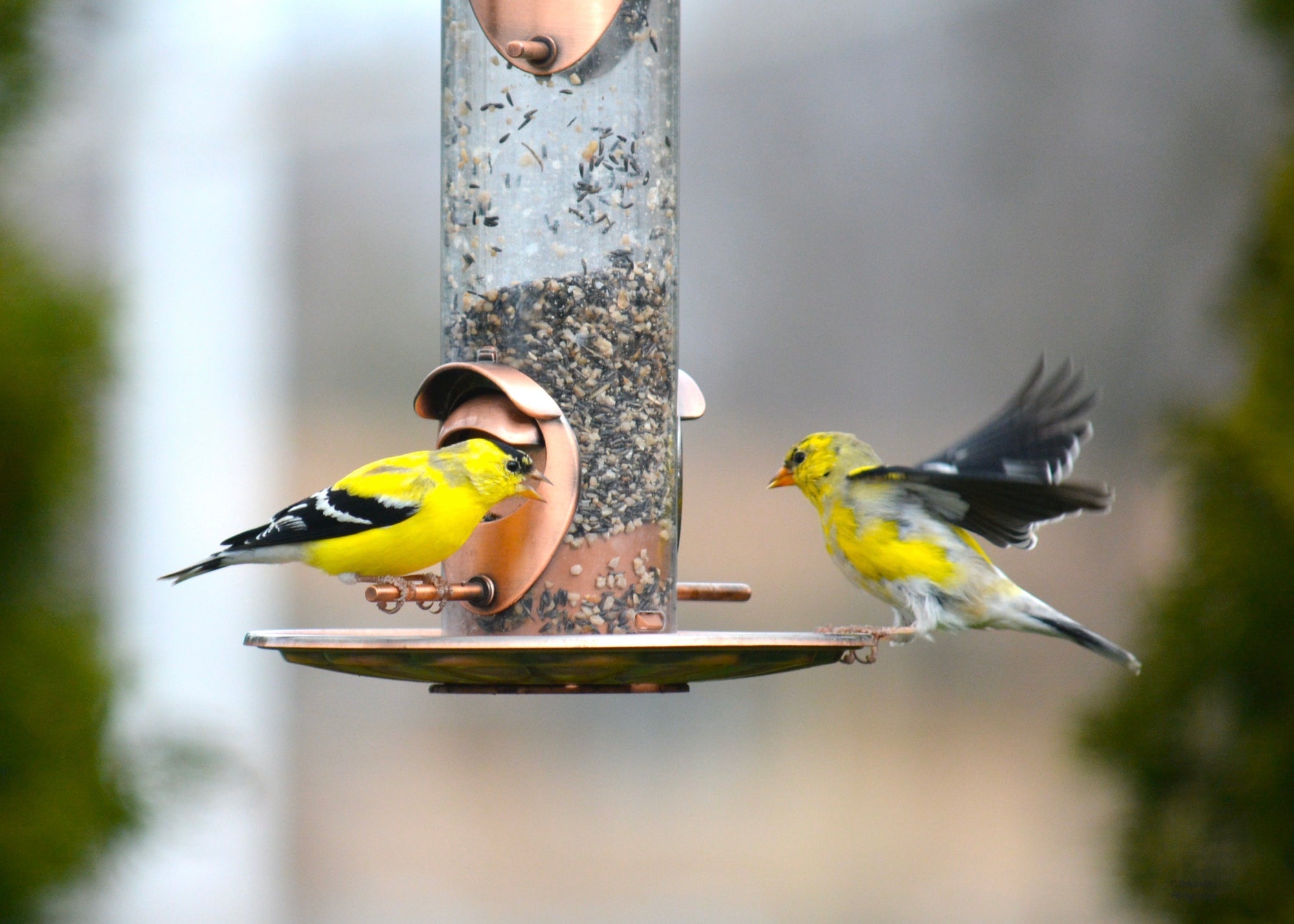 Birds - Goldfinches