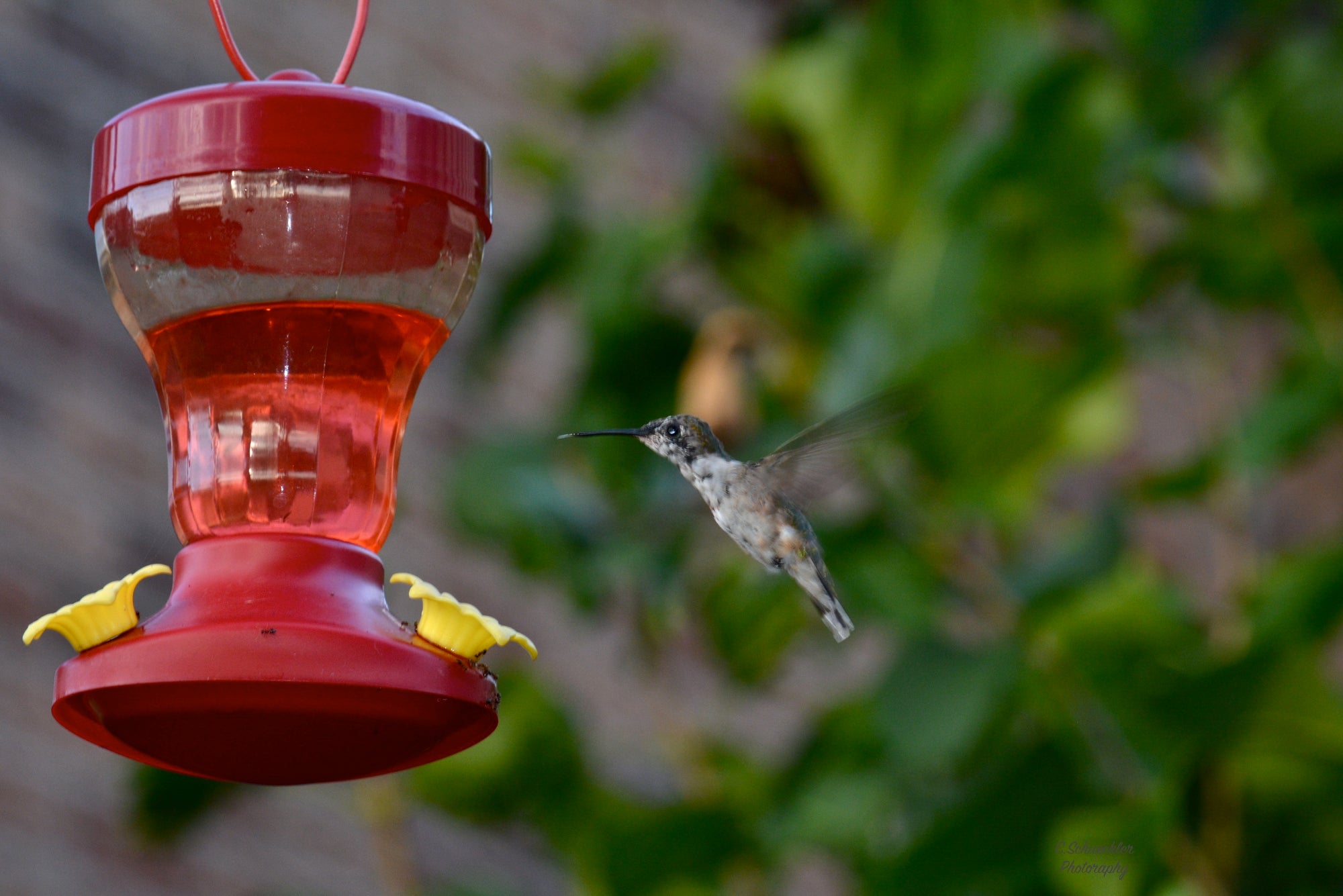 Birds - Hummingbird