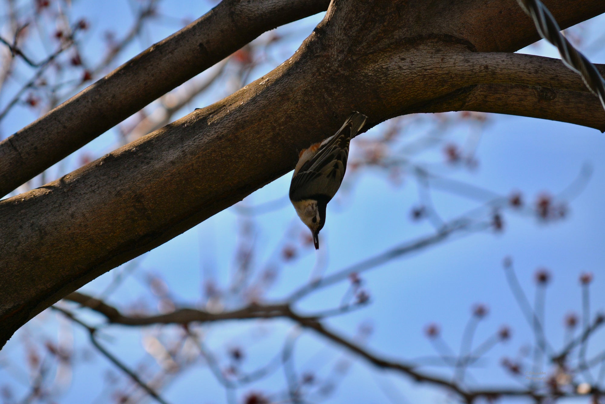 Birds - Nuthatch #2