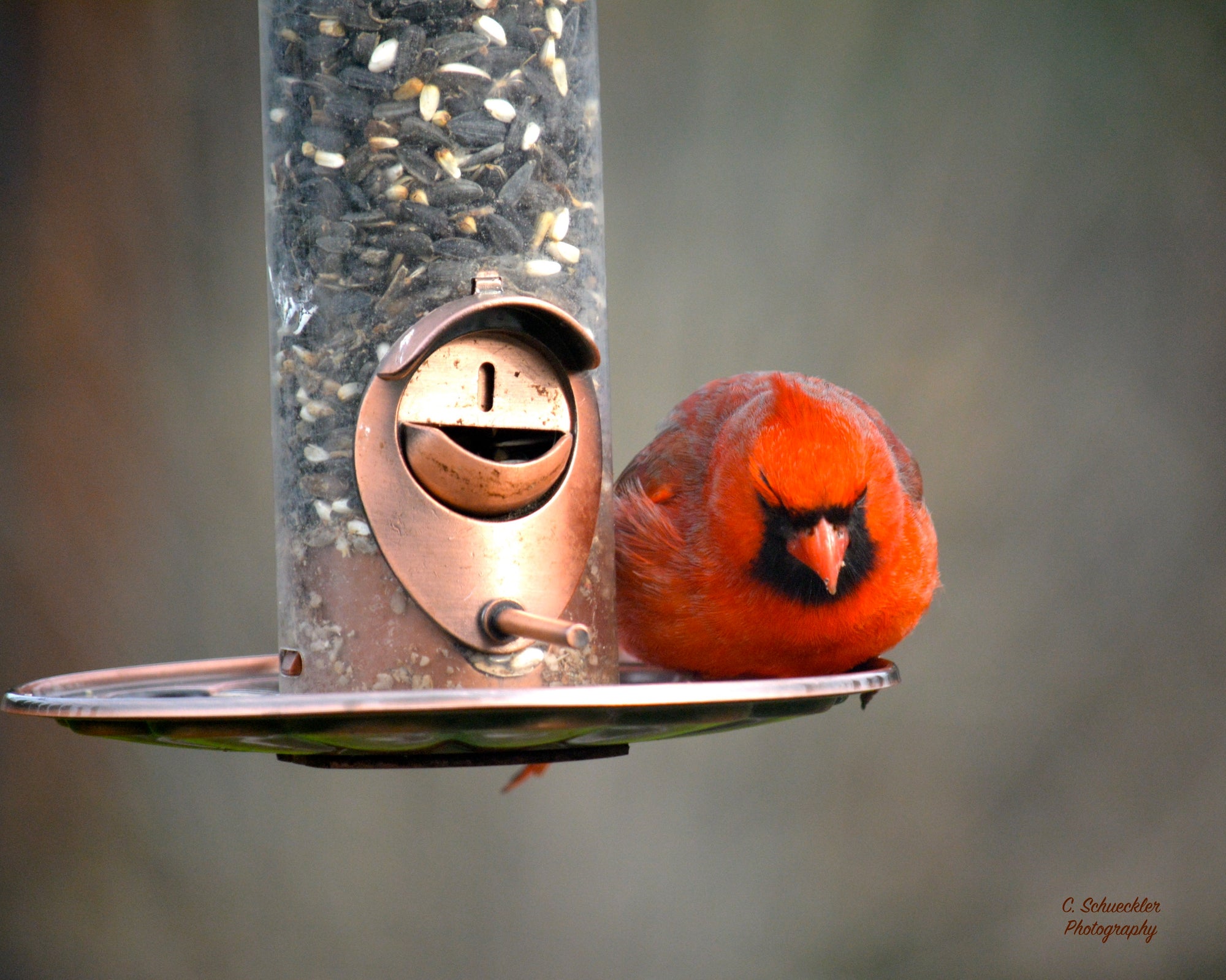 Birds - Cardinal 2