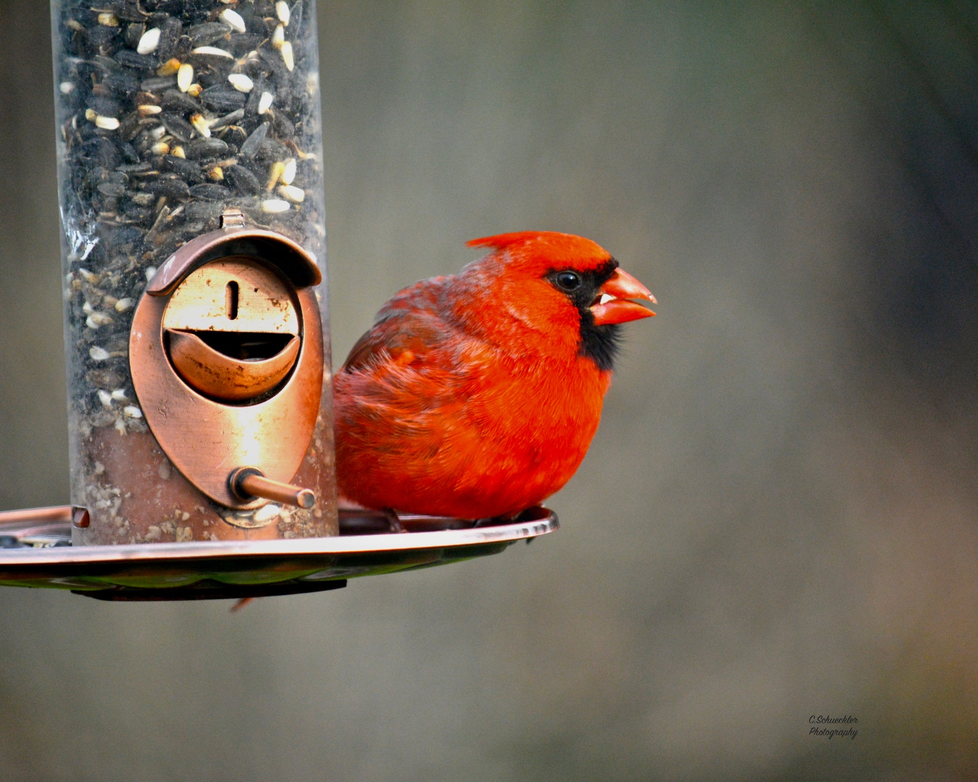 Birds - Cardinal 1