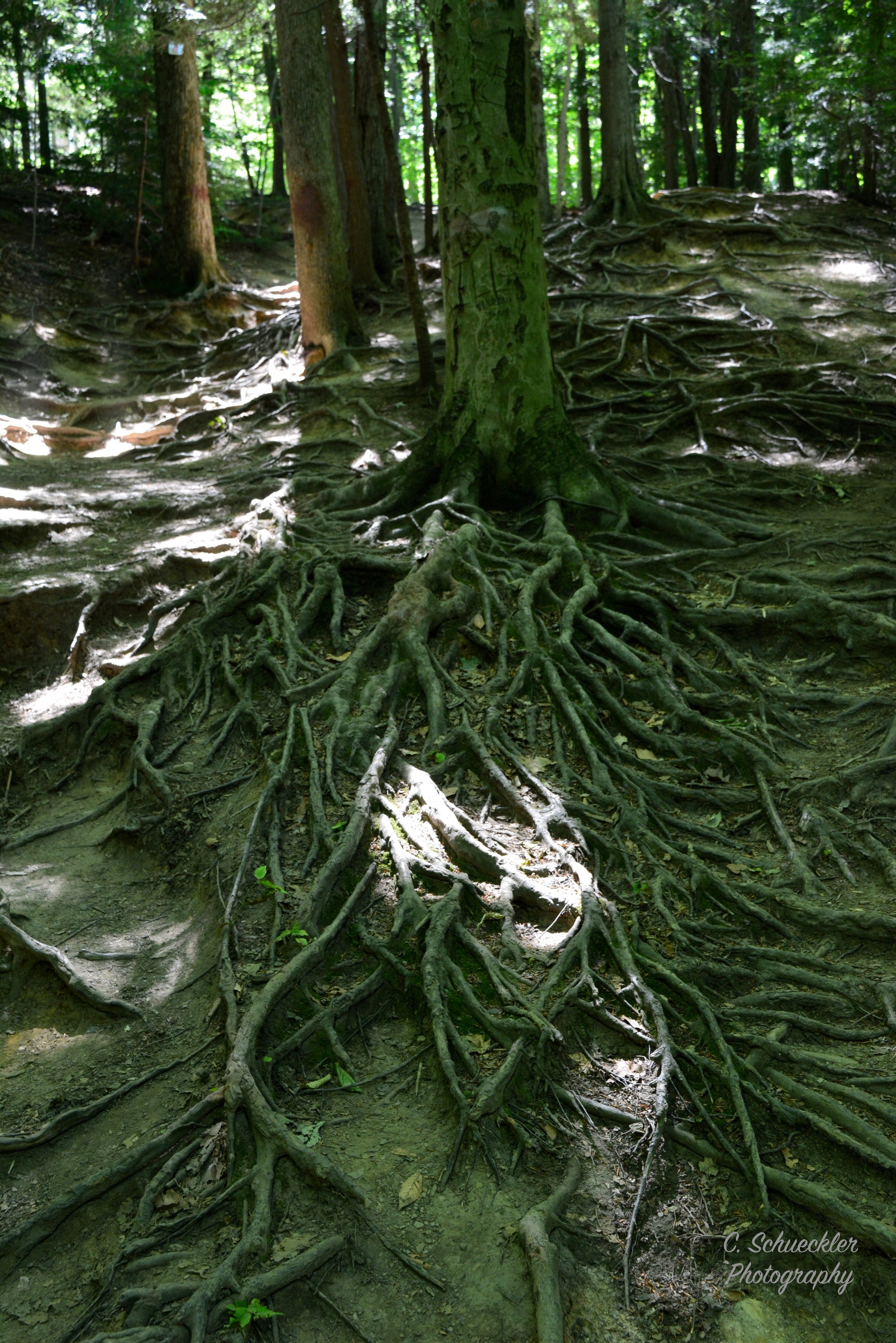 Mother Nature - Chestnut Ridge Park - Roots