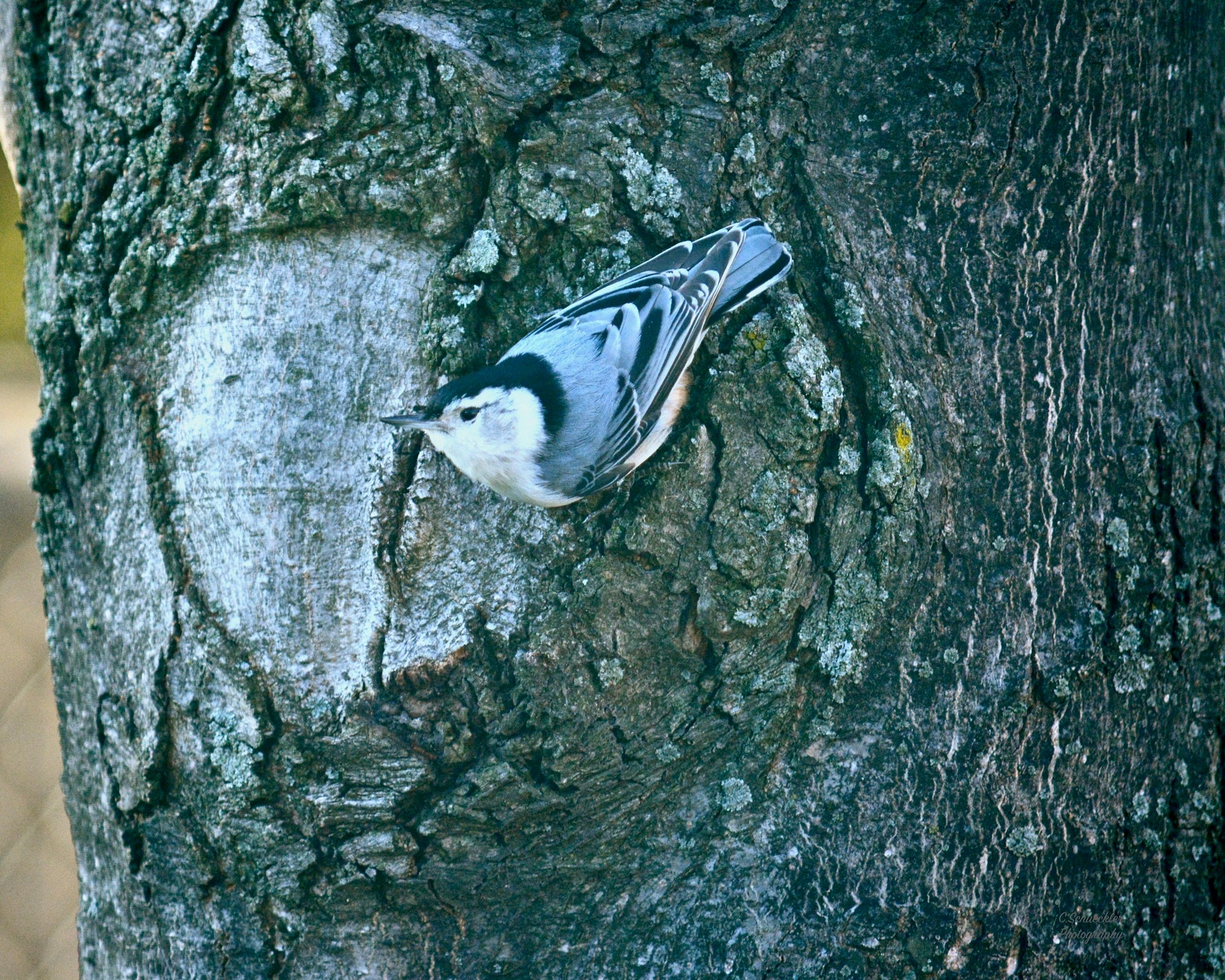 Birds - Nuthatch