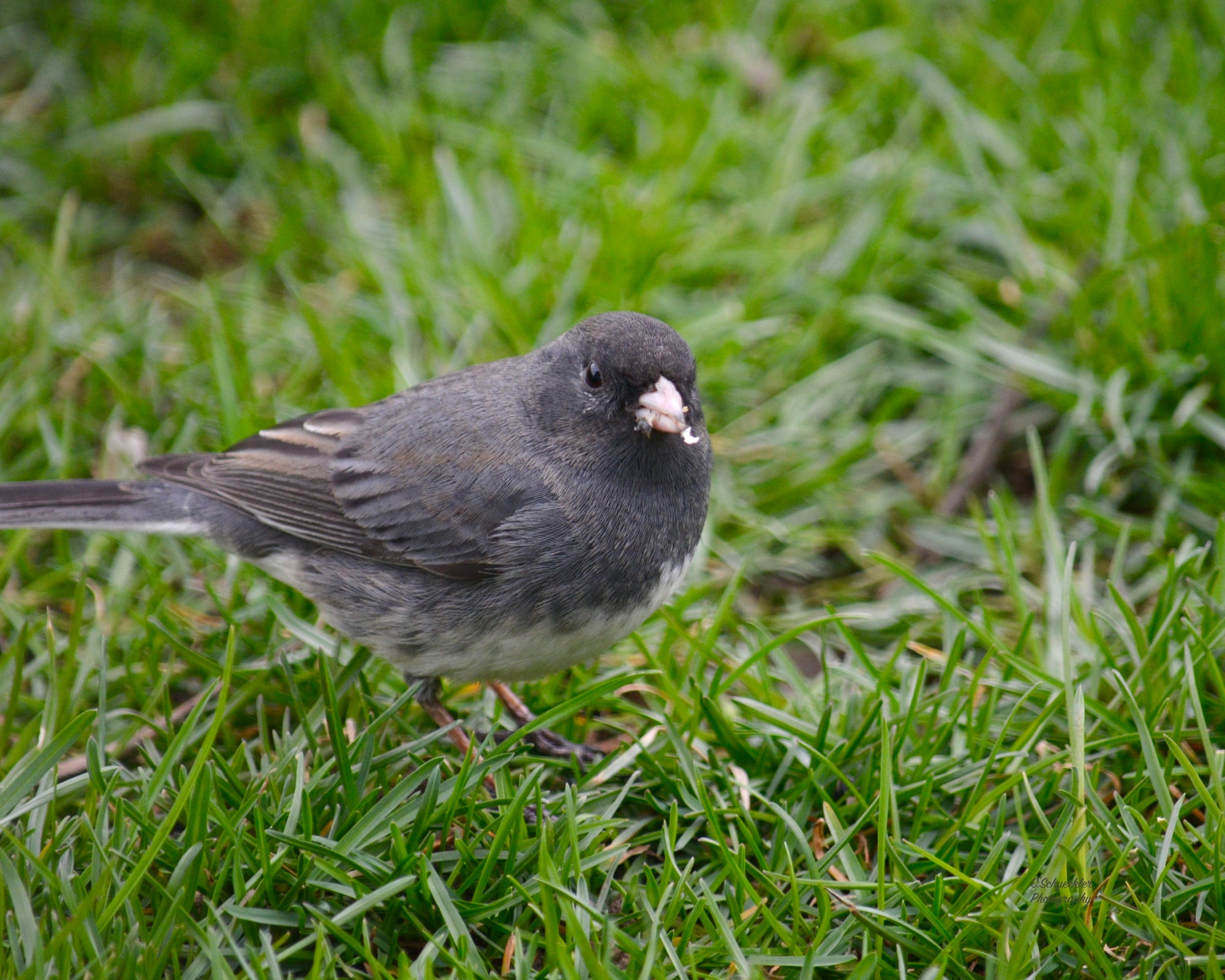 Birds - Junco