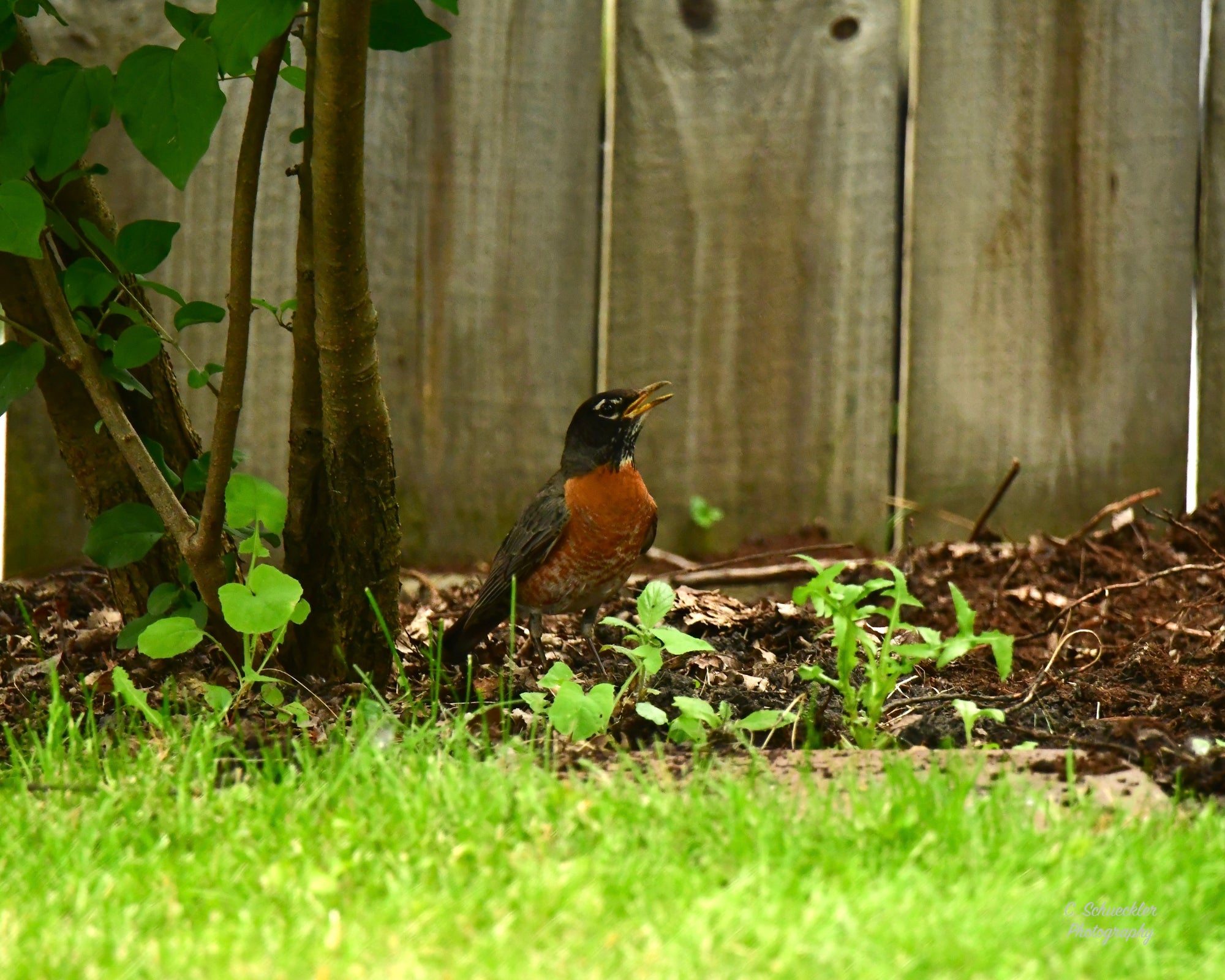 Birds - Robin