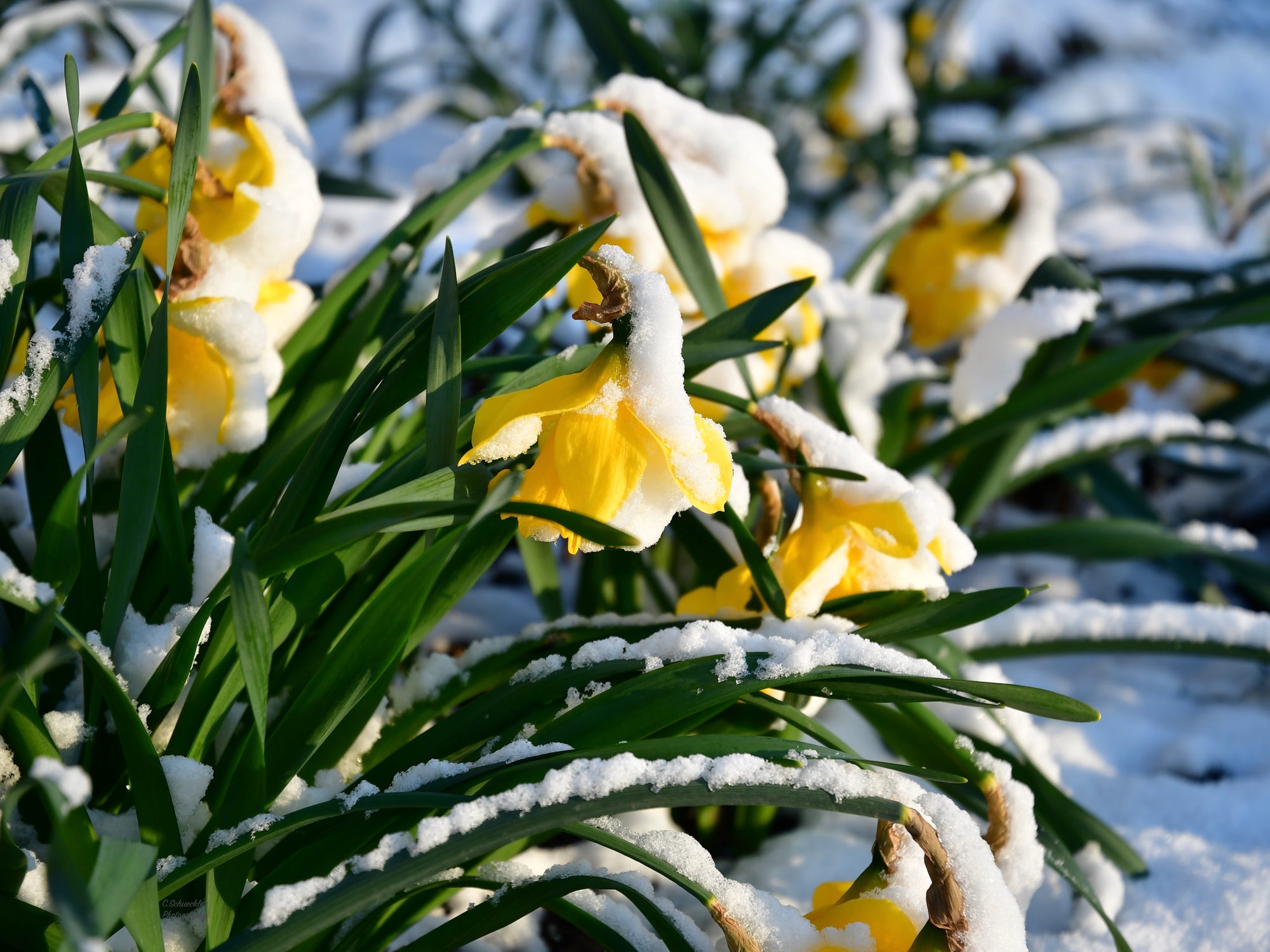 Mother Nature - Spring Daffodil