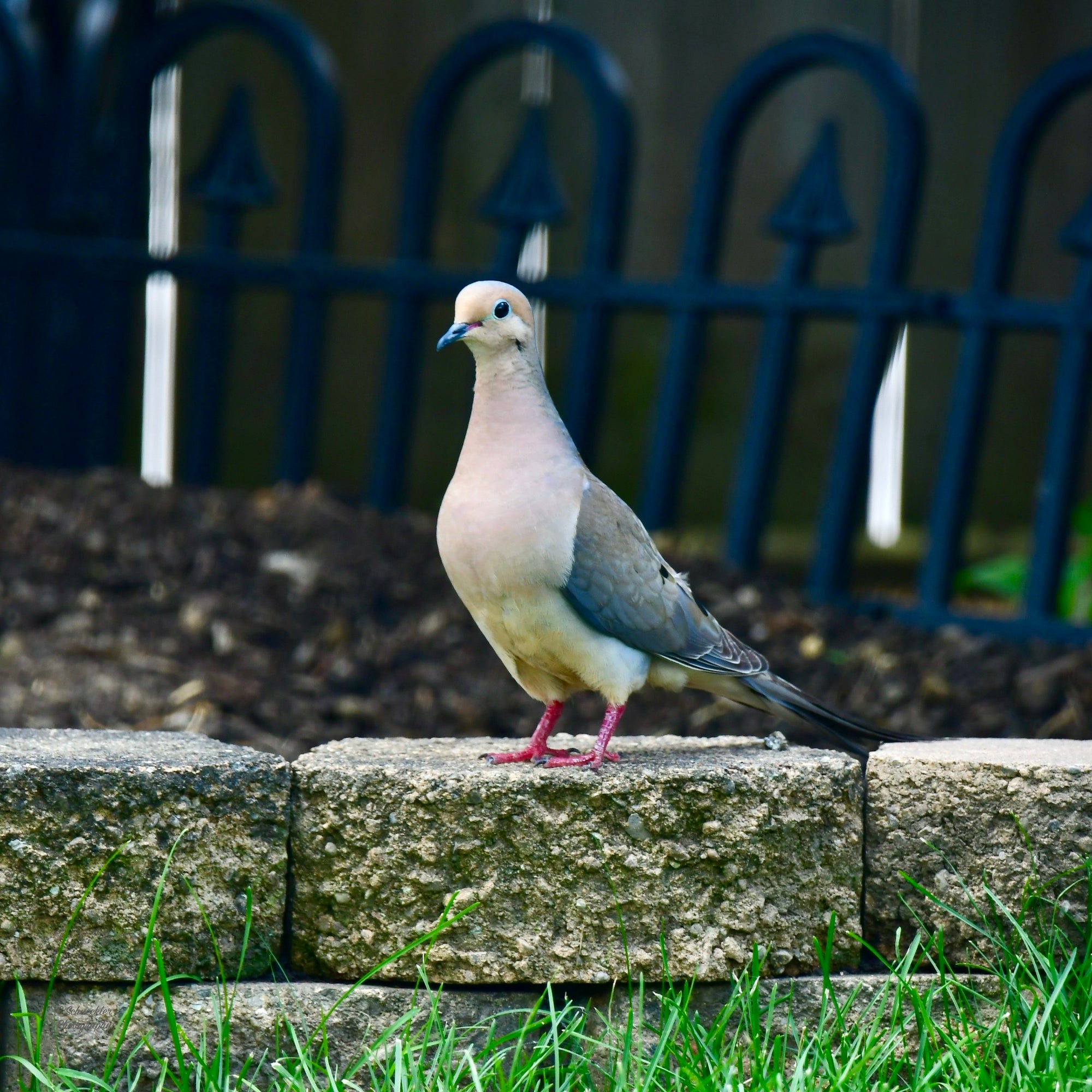 Birds - Dove