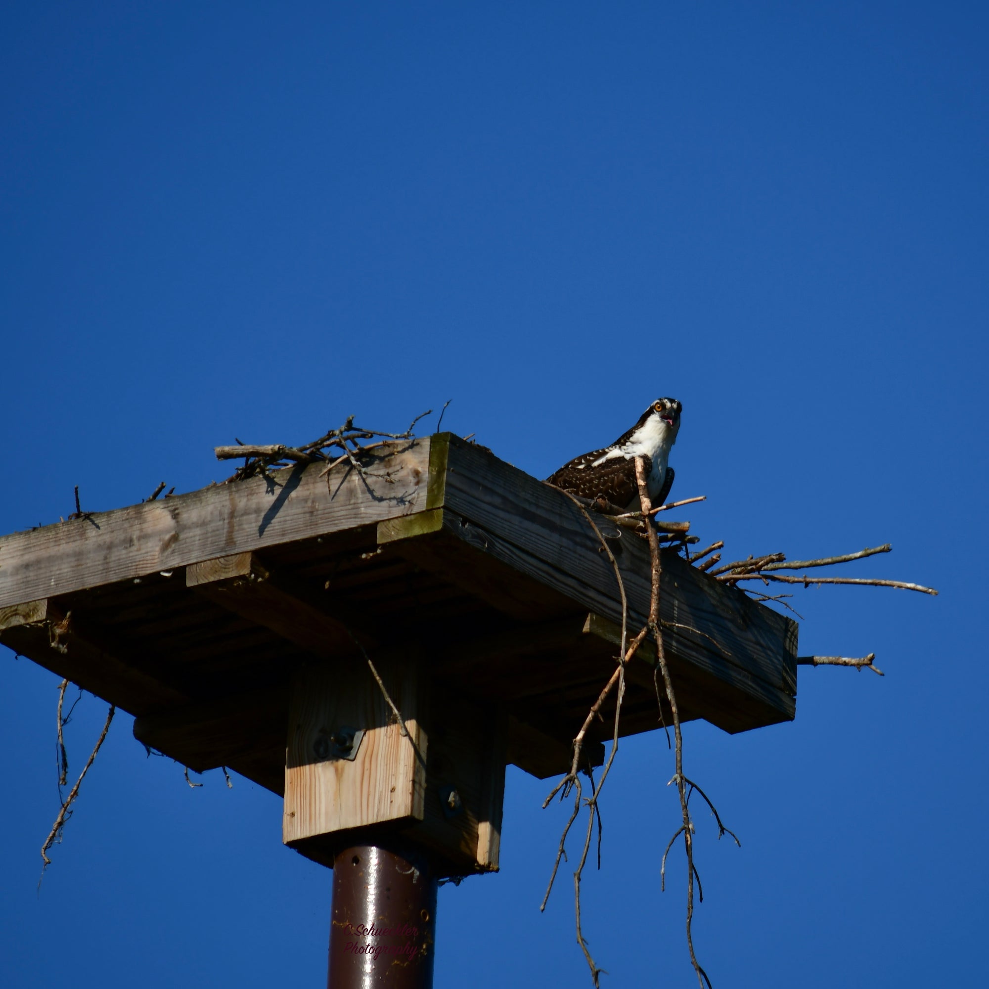 Birds Osprey