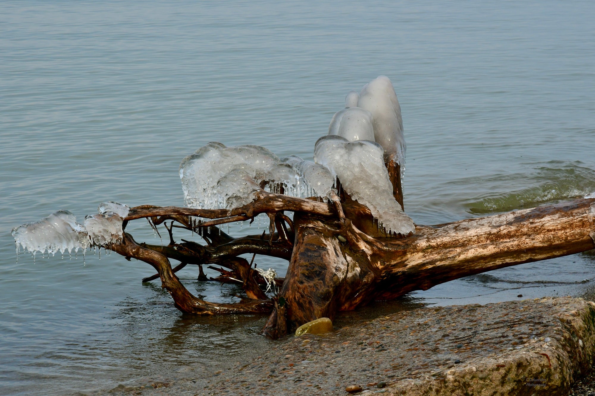 Mother Nature - Frozen Tree