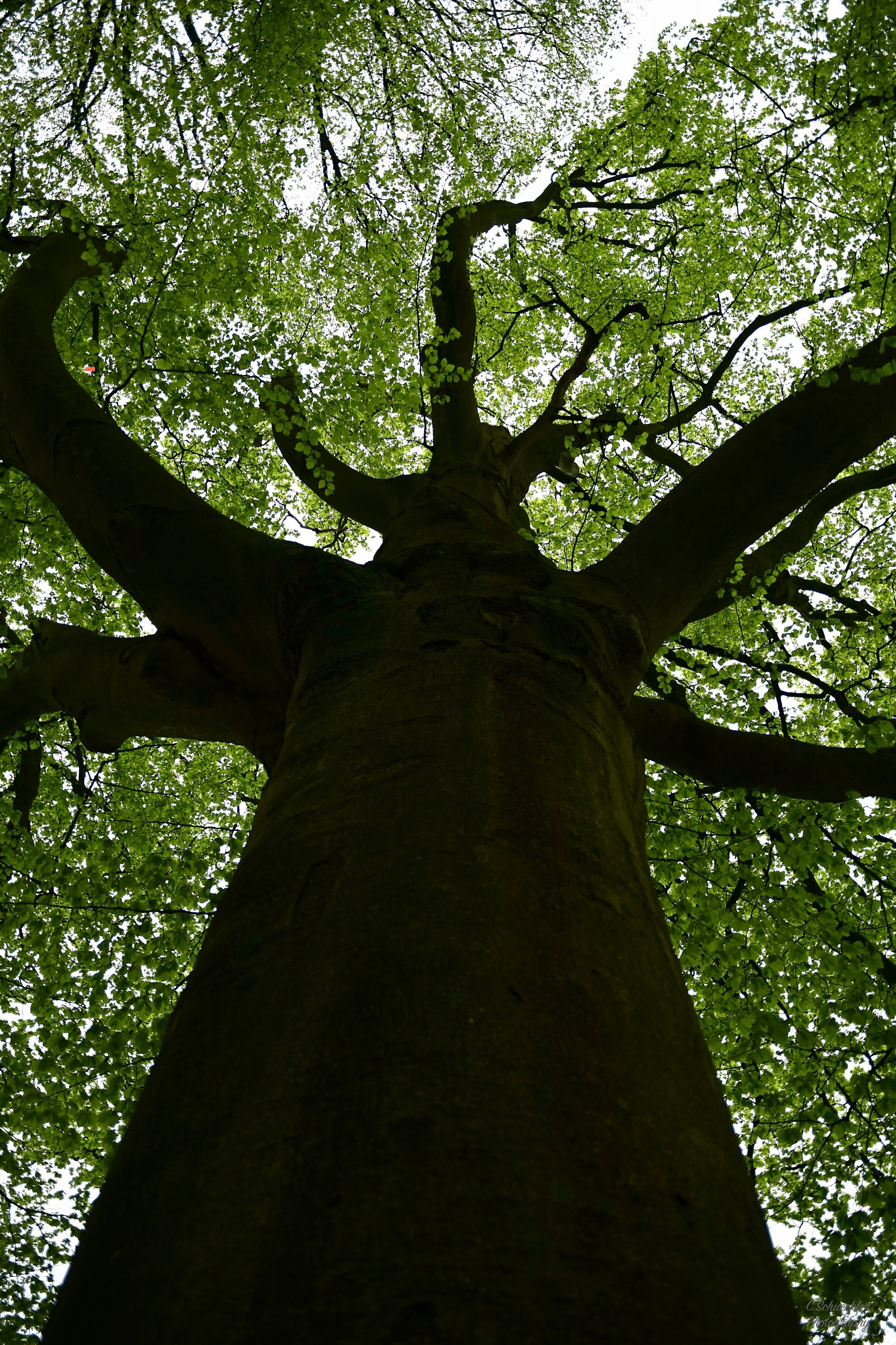 Mother Nature - Tree