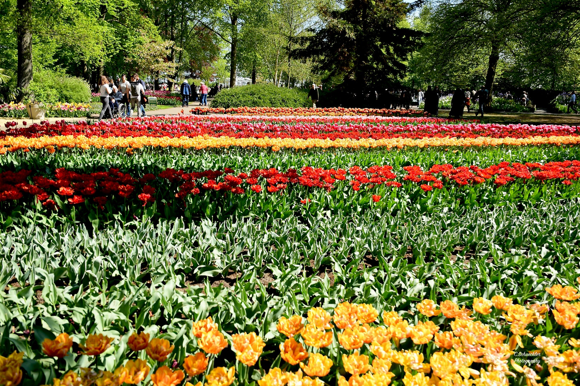 NL - Flowers of The Keukenhof, Lisse