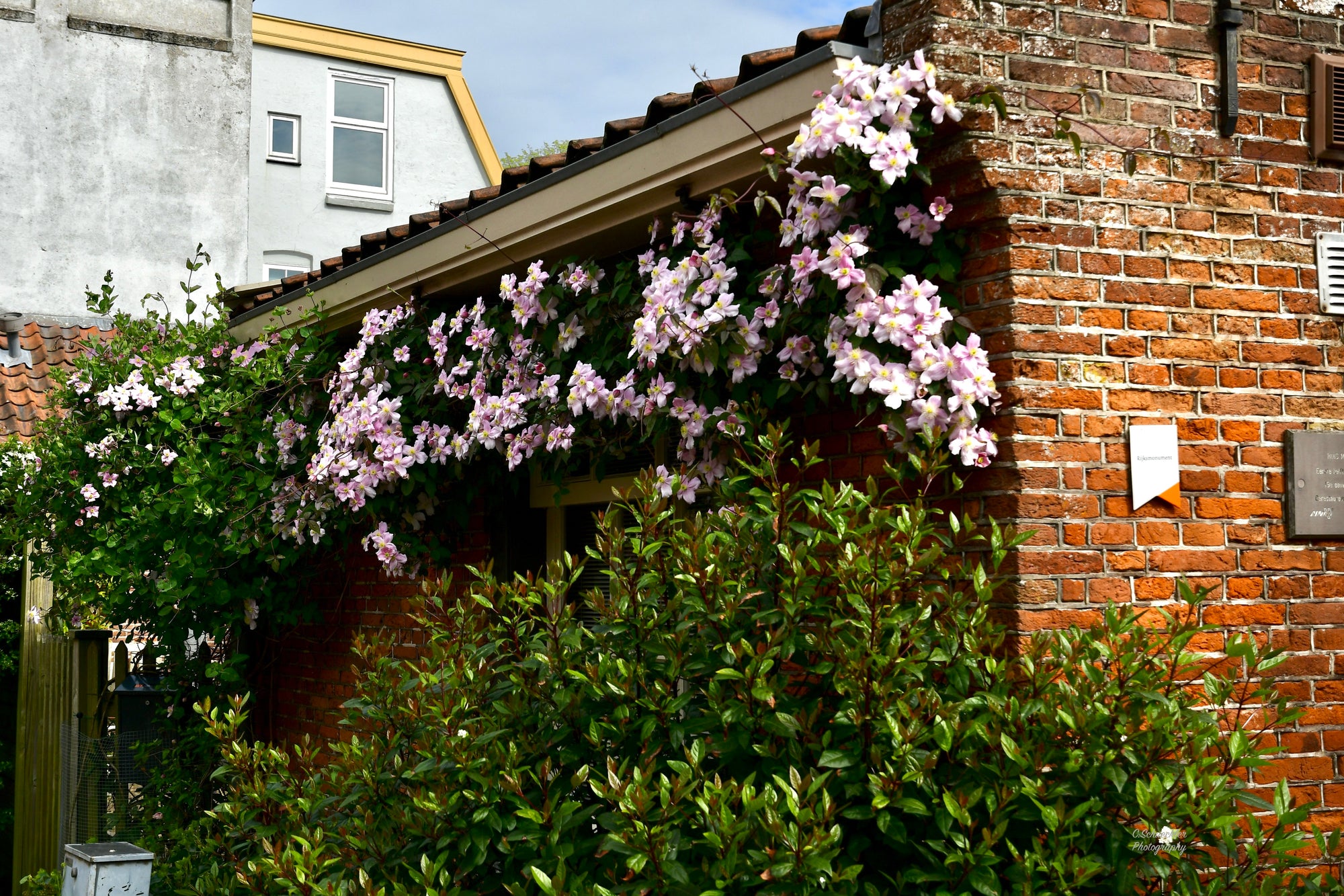 NL - Flowers on House, Old Velsen