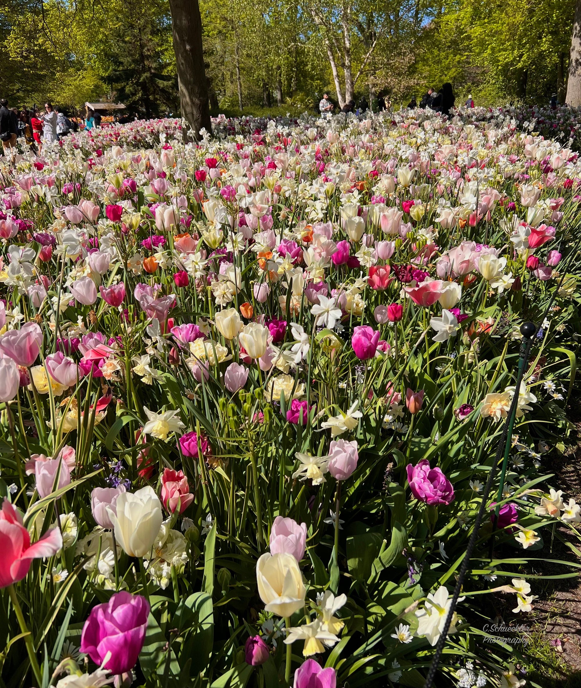 NL - Flowers of The Keukenhof #2