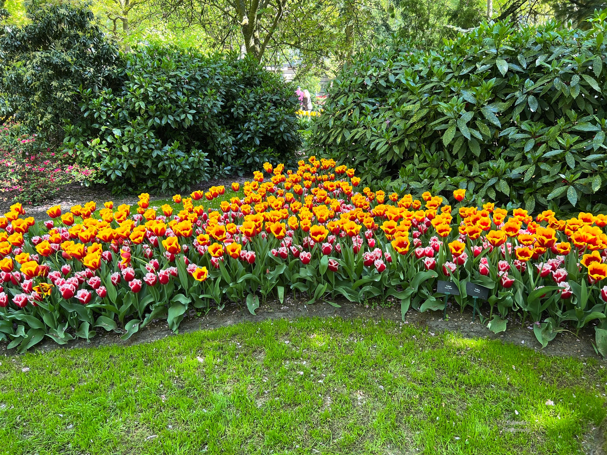 NL - Flowers of the Keukenhof #3