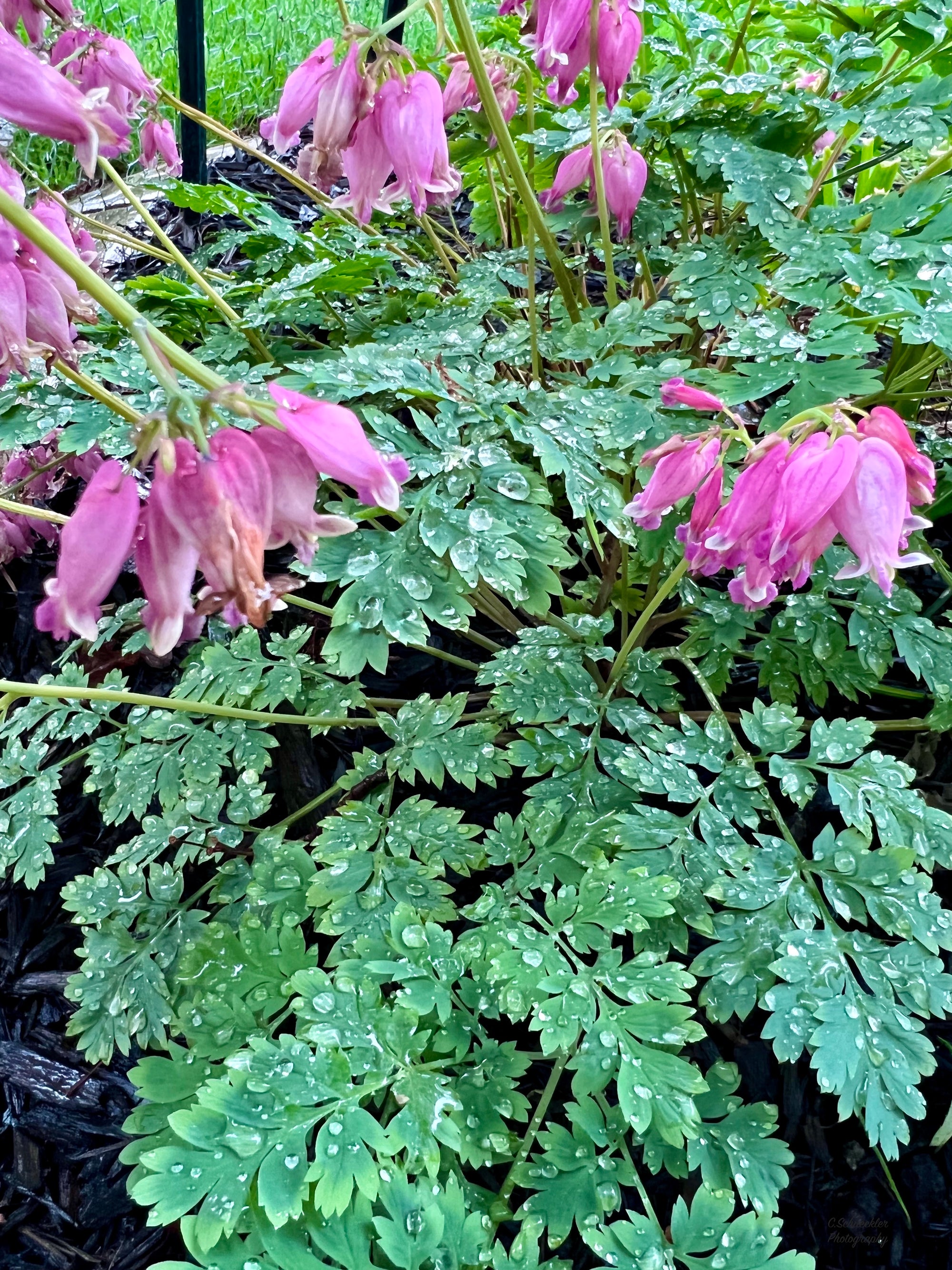 Mother Nature - Dew on Bleeding Hearts