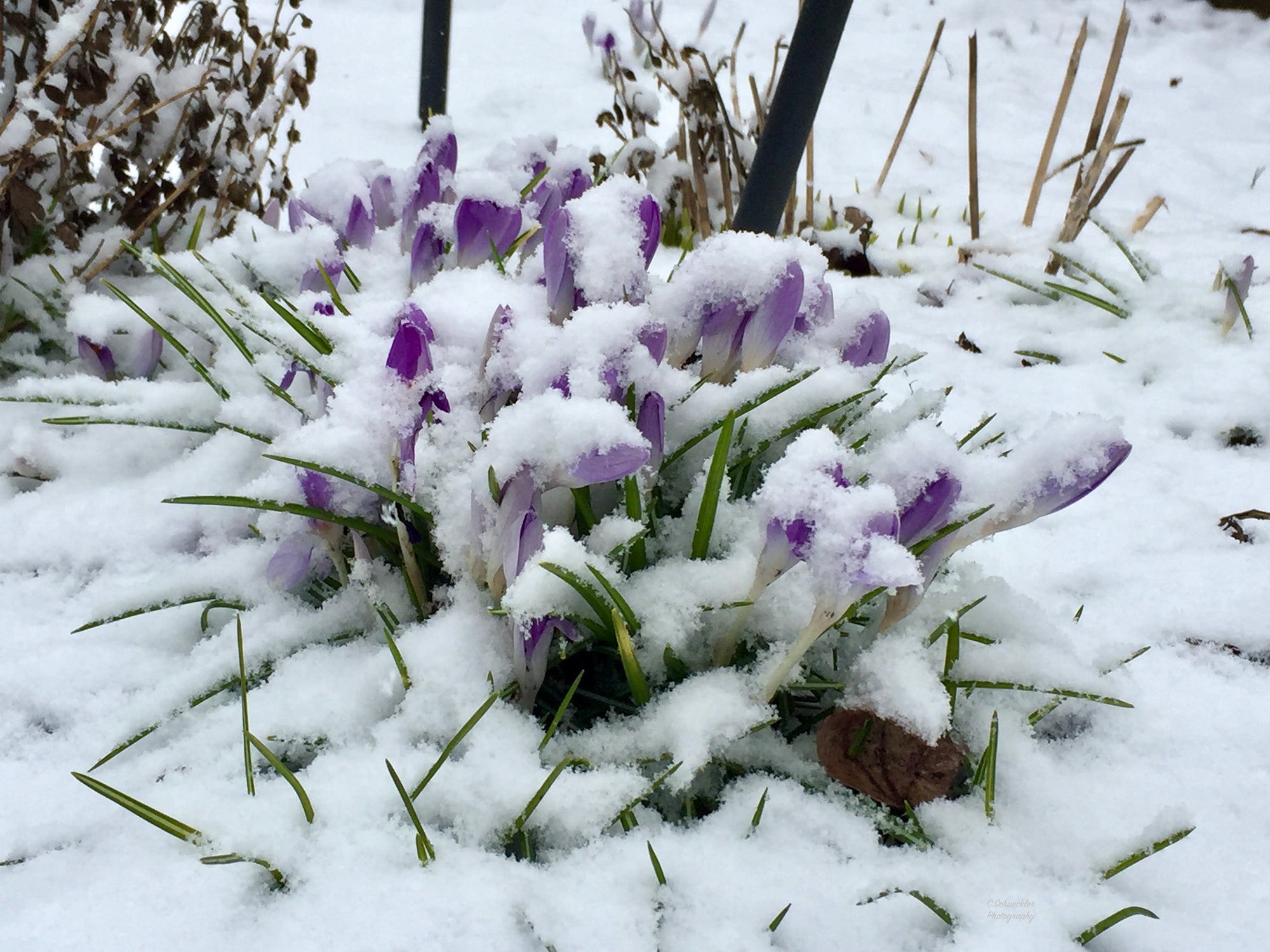 Mother Nature - Spring Crocus