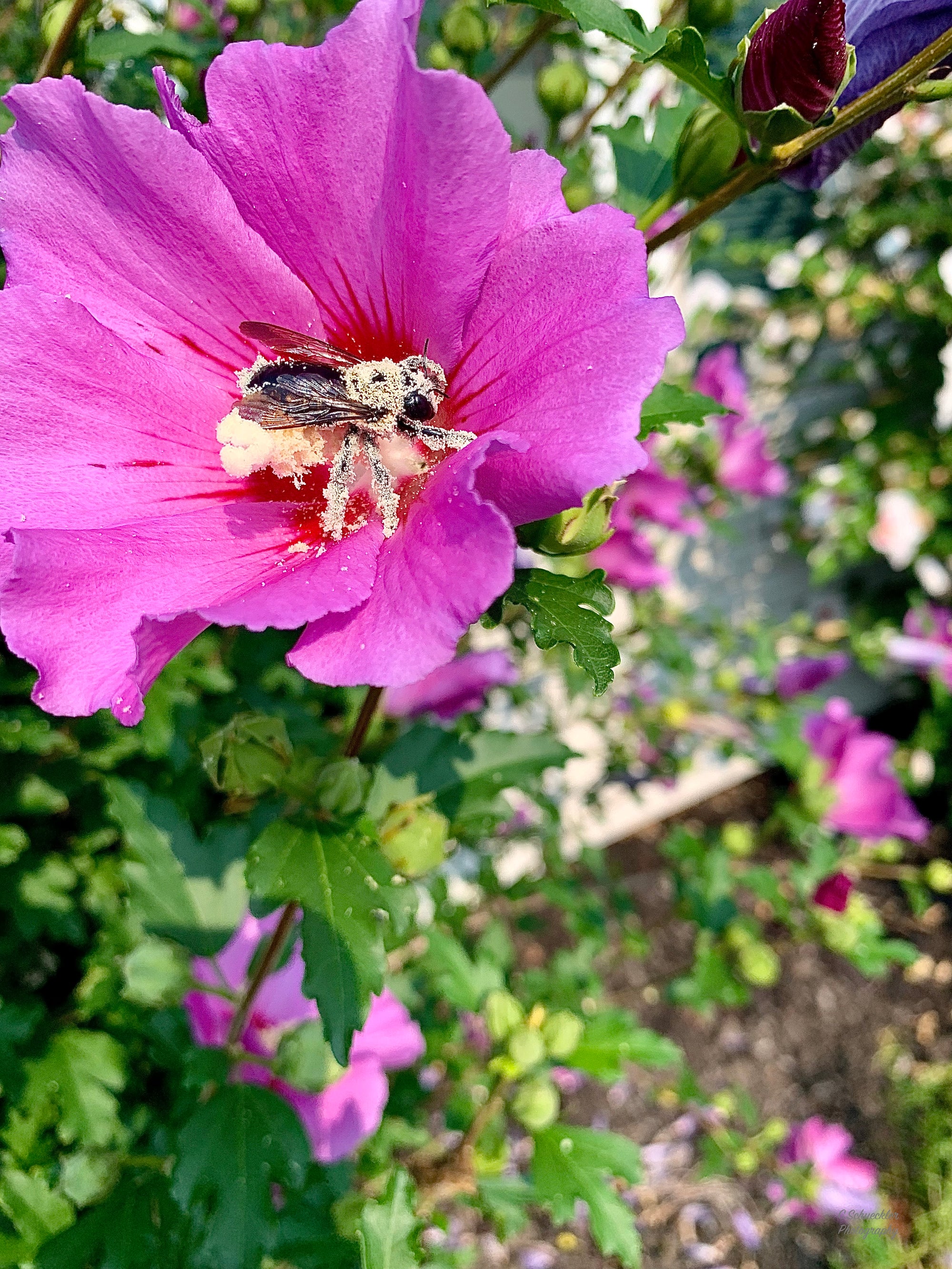 Mother Nature - Pollen Covered Bee